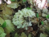 Polyporus umbellatus image