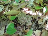Polyporus umbellatus image