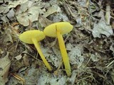 Hygrocybe glutinipes image