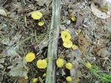 Hygrocybe glutinipes image