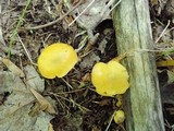 Hygrocybe glutinipes image