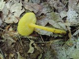 Hygrocybe glutinipes image