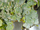 Pyxine sorediata image