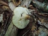 Polyporus craterellus image