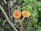 Hygrocybe psittacina var. perplexa image