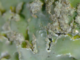 Pyxine sorediata image