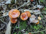 Hygrocybe psittacina var. perplexa image