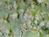 Pyxine sorediata image