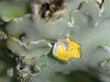 Pyxine sorediata image