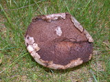 Handkea utriformis var. utriformis image