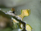 Pyxine sorediata image