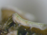 Pyxine sorediata image