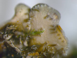 Pyxine sorediata image