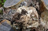 Megacollybia rodmani image