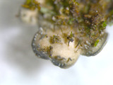 Pyxine sorediata image