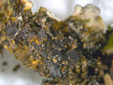 Pyxine sorediata image
