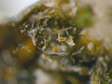 Pyxine sorediata image