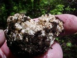 Ramaria rubrievanescens image