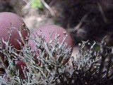 Sphaerophorus tuckermanii image