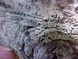 Parmeliopsis hyperopta image