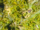 Anaptychia palmulata image