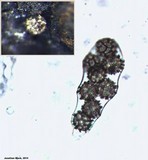 Ascodesmis sphaerospora image