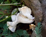 Pleurotus pulmonarius image