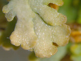 Anaptychia palmulata image