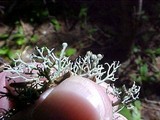 Sphaerophorus tuckermanii image