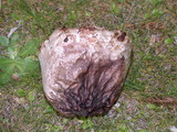 Handkea utriformis var. utriformis image