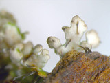 Anaptychia palmulata image