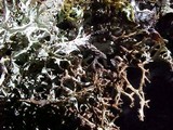 Platismatia stenophylla image