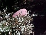 Platismatia stenophylla image