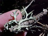 Hypogymnia inactiva image