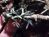 Hypogymnia inactiva image