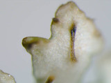 Anaptychia palmulata image