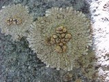 Placopsis lambii image