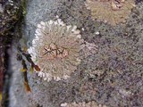 Placopsis lambii image