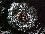 Placopsis lambii image