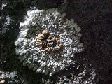 Placopsis lambii image