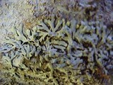 Parmeliopsis ambigua image