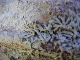 Parmeliopsis ambigua image