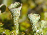 Cladonia grayi image