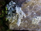 Stereocaulon sasakii image
