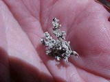 Stereocaulon sasakii image