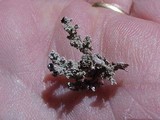 Stereocaulon sasakii image