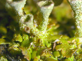 Cladonia grayi image
