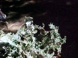 Platismatia glauca image