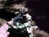 Platismatia glauca image