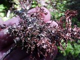 Platismatia stenophylla image